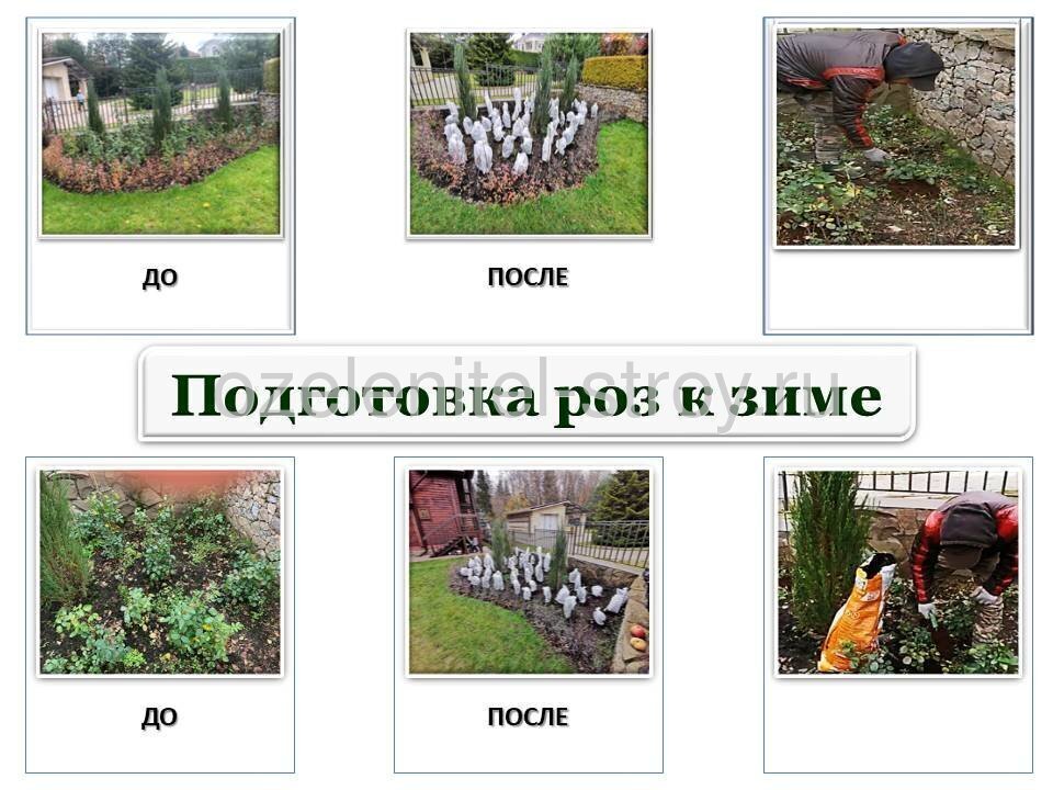 Подготовка роз к зиме укрытие
