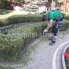 Фигурная стрижка туи