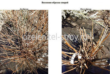 Чем подкормить спирею после цветения. Смотреть фото Чем подкормить спирею после цветения. Смотреть картинку Чем подкормить спирею после цветения. Картинка про Чем подкормить спирею после цветения. Фото Чем подкормить спирею после цветения