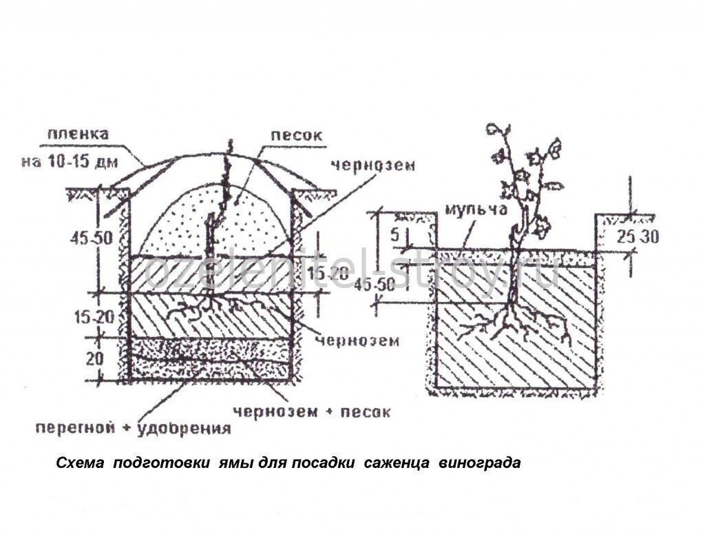 Виноград в теплице схема посадки